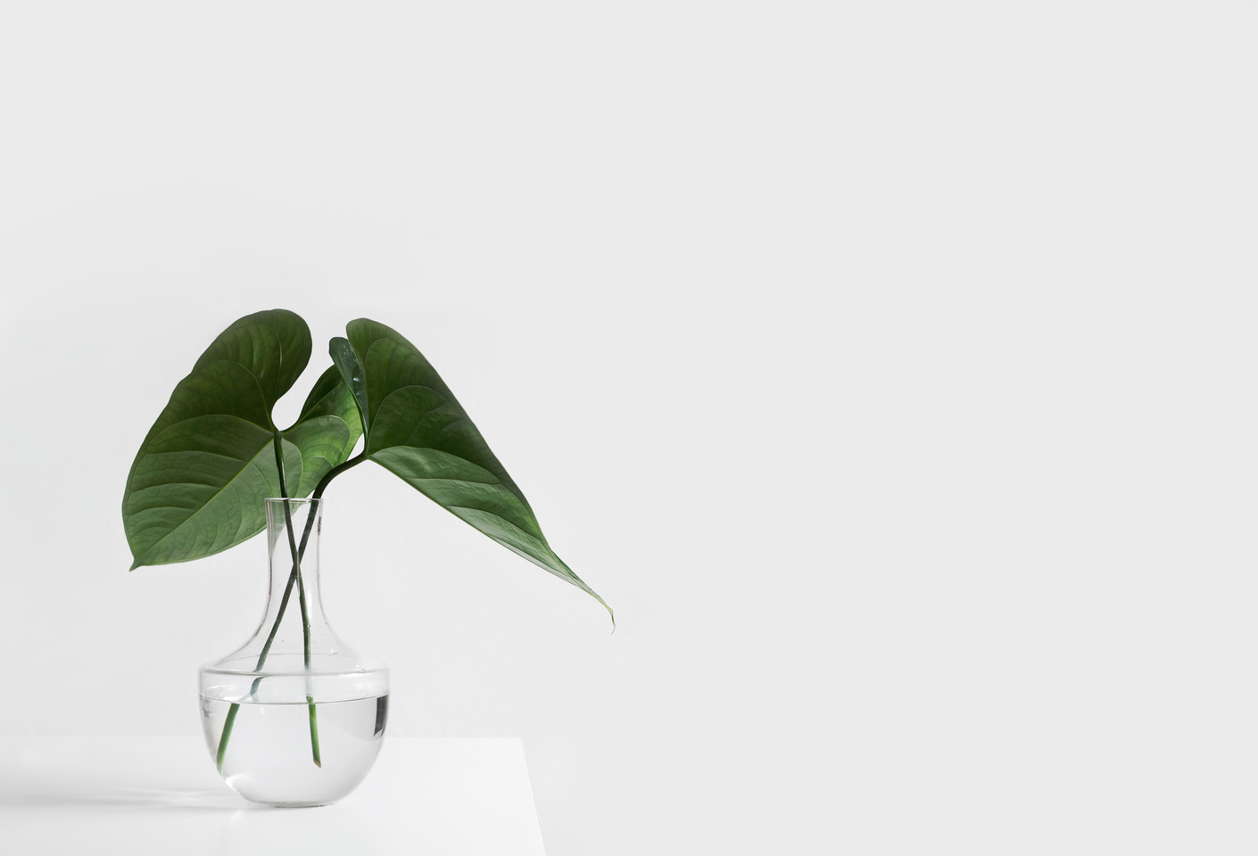 Vase of Leaves on White Wall